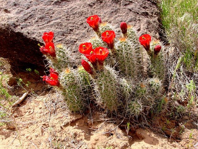 MoabFlowers (1133)